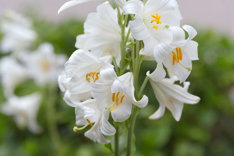  Loa kèn (Lilium candidum) cao 1 mét, có nguồn gốc từ vùng Đông Địa Trung Hải. Loài cây này cho hoa to, thơm nồng nàn và lâu tàn, được trồng phổ biến khắp thế giới như một loại cây cảnh. Ảnh: The Spruce.